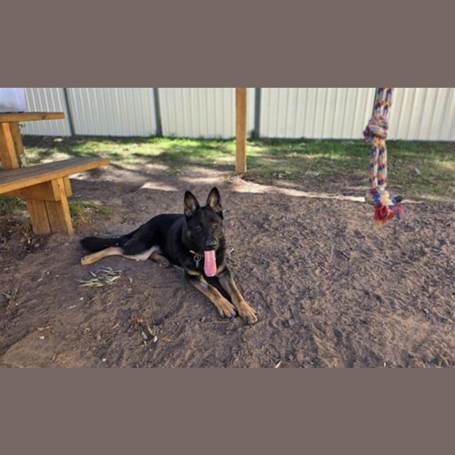 Photo of Bindi