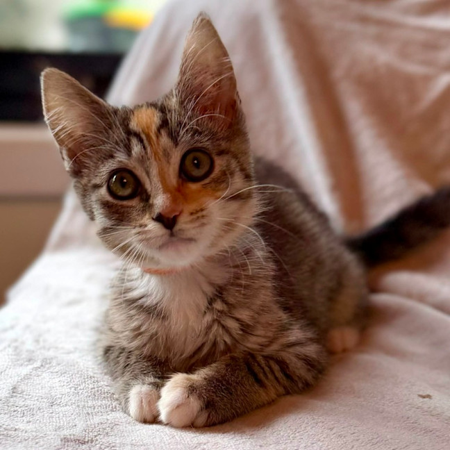 Photo of Sundae   In Foster Care In Bentleigh East