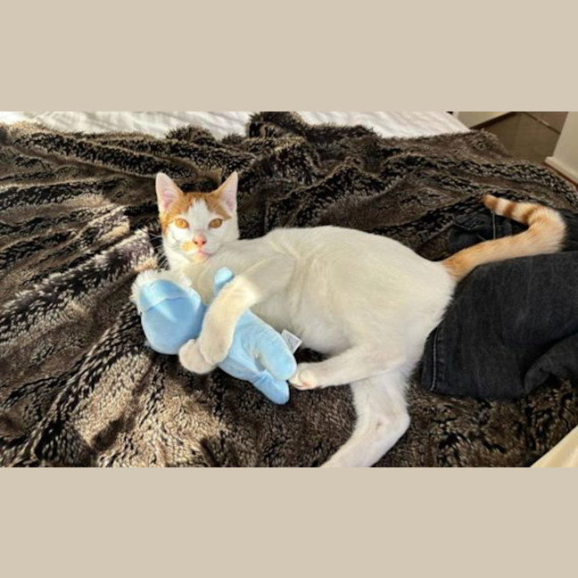 Photo of Mimos