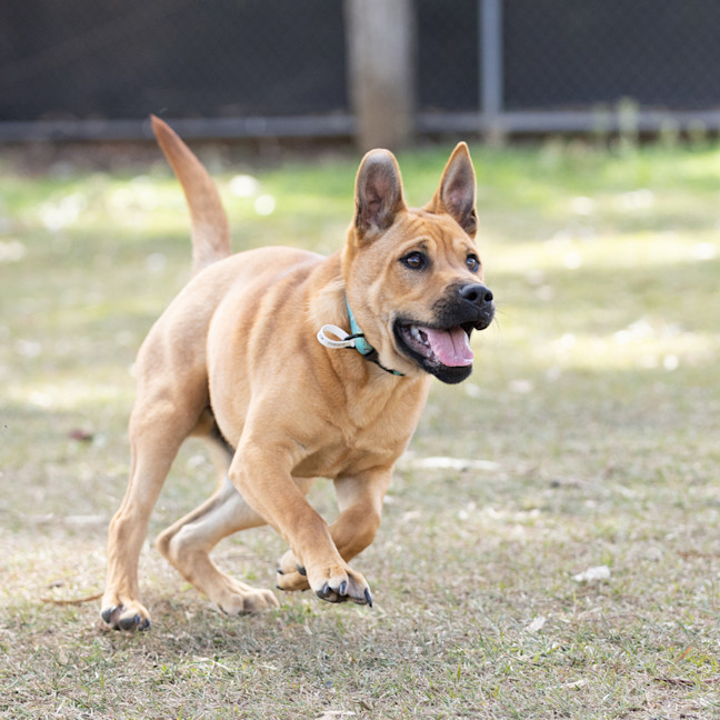 Photo of Stitch