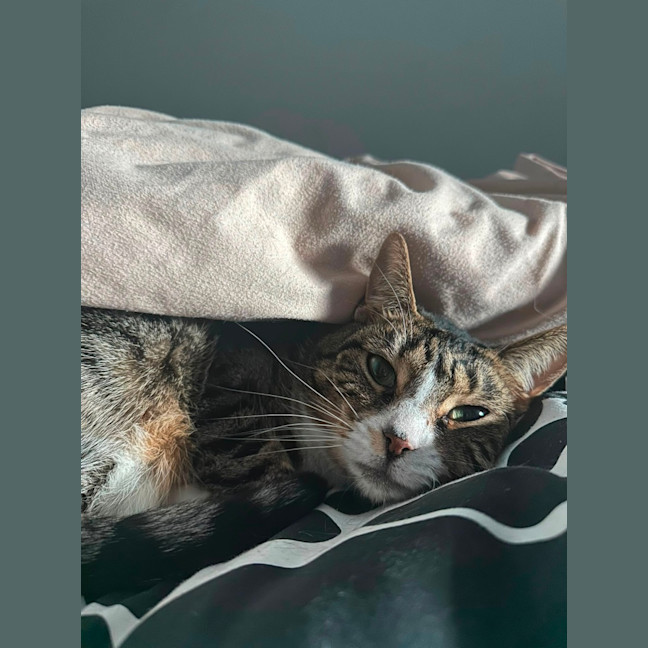 Photo of Artemis