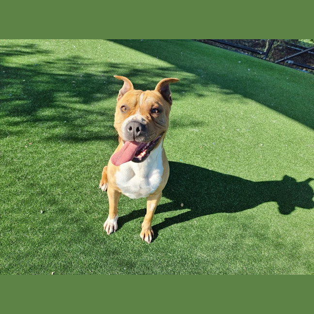 Photo of Pooh Imp 1087