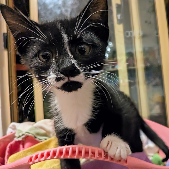 Photo of Samantha