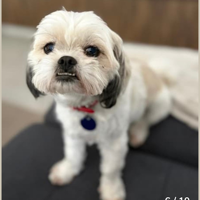 Photo of Oreo & Coco