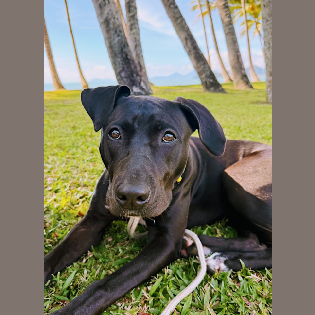 Photo of Marley