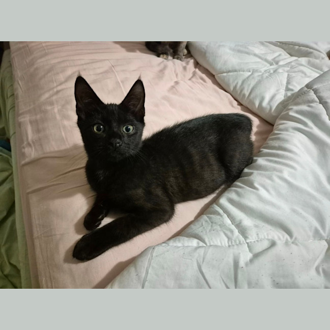 Photo of Stormy   4 Month Old Domestic Short Hair