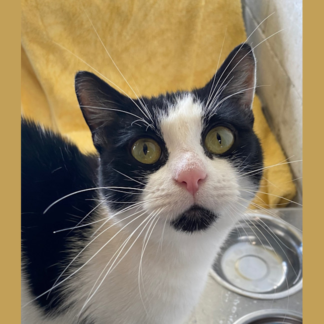 Photo of Scout