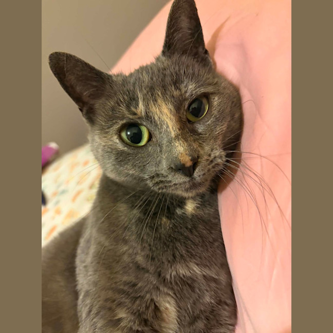 Photo of Luna