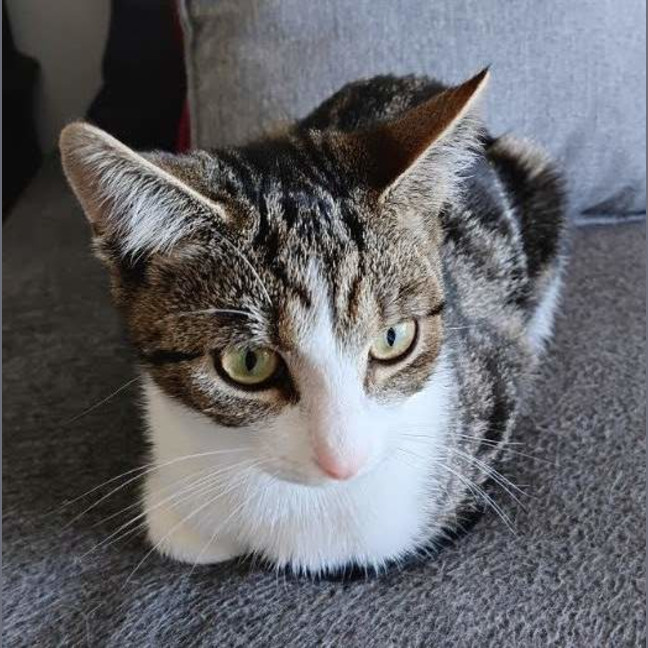 Photo of Gracie