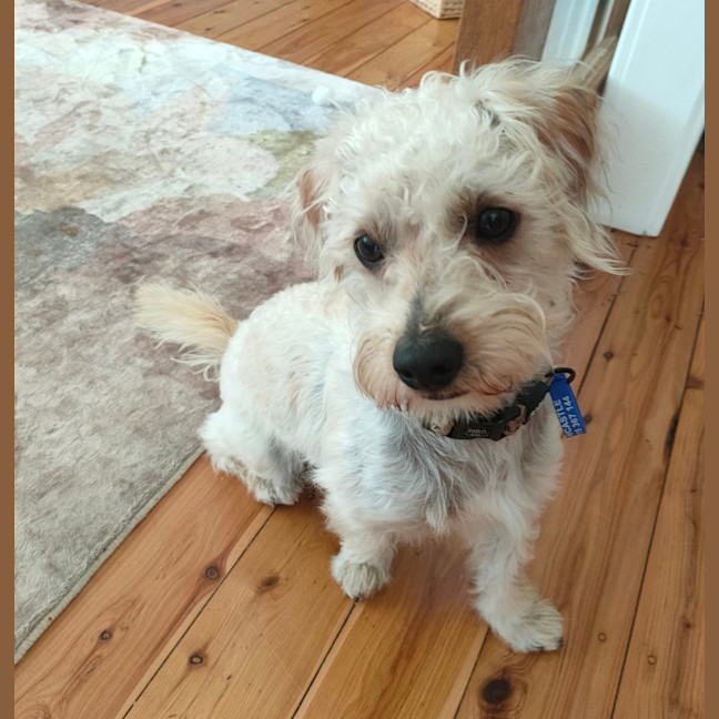 Photo of Bear   11 Month Old Maltese X