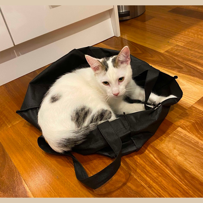 Photo of Wilson 🤍