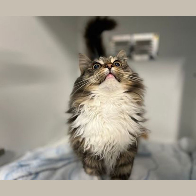 Photo of Charlie Bear