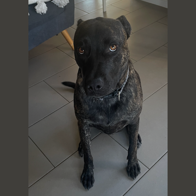 Photo of Tyson