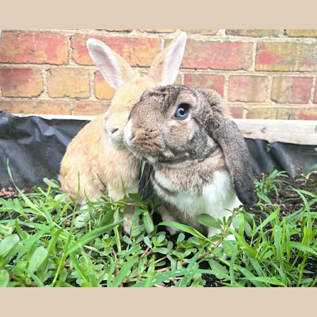 Photo of 🐰Artemis & Willow🐰   Located In Brunswick 
