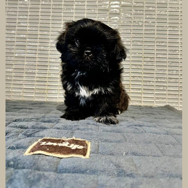 Photo of Milo