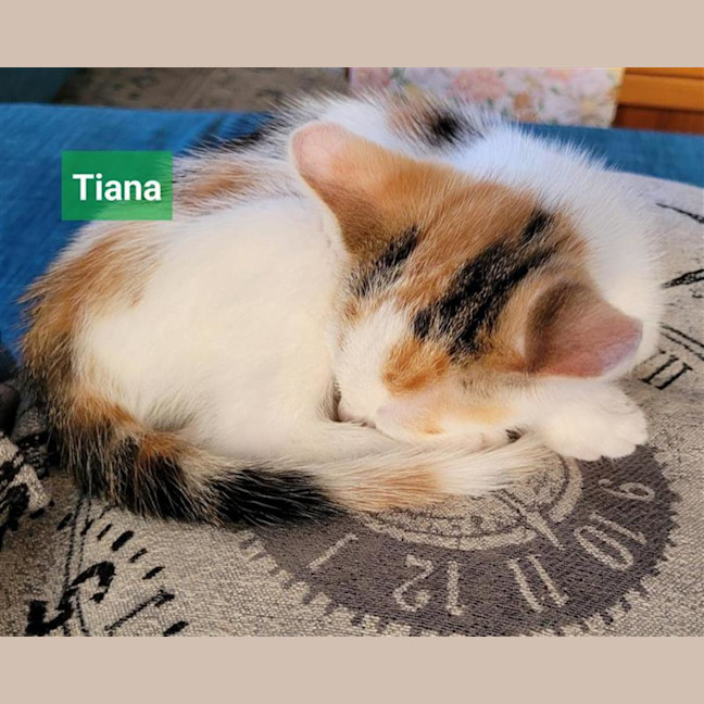 Photo of Tiana