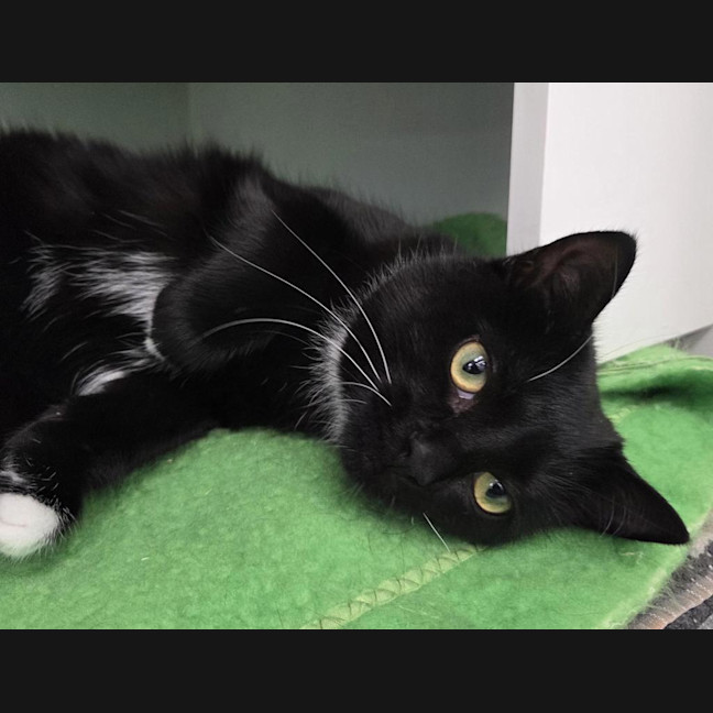 Photo of Oreo (Was Mischief)