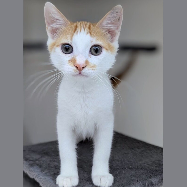 Photo of Parsley