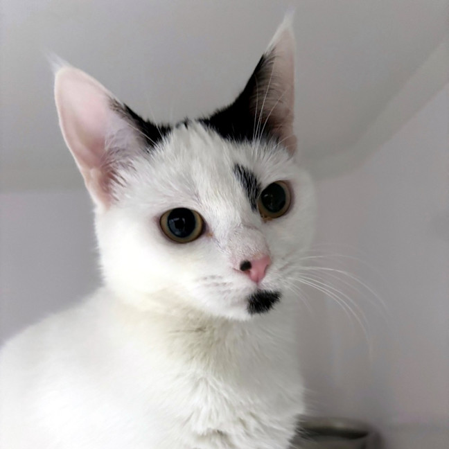 Photo of Inky Suk013287