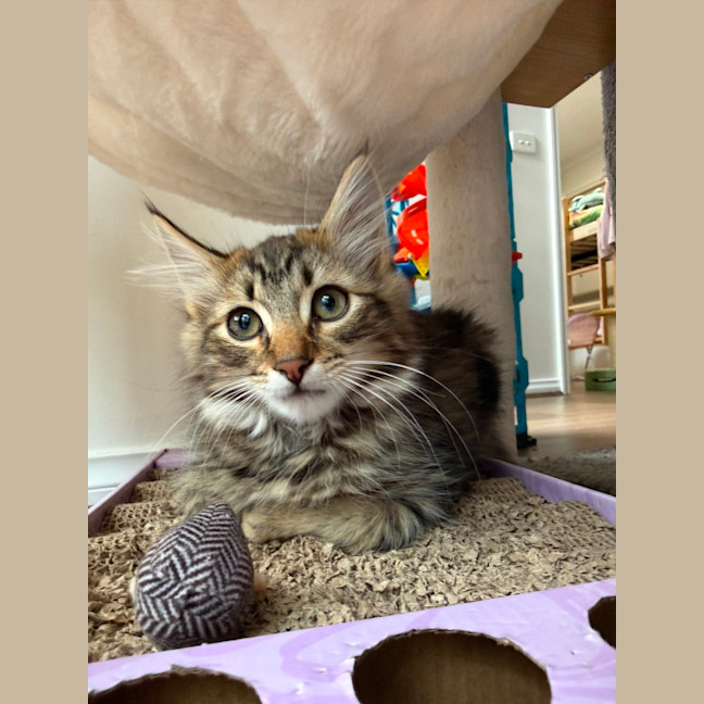 Photo of Berlioz