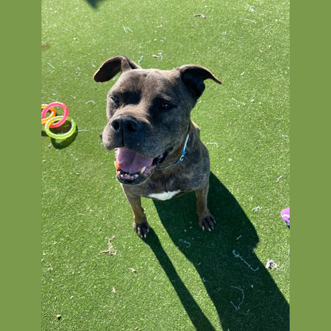 Photo of Maurice Imp 1431