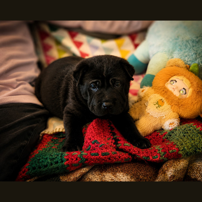 Photo of Flint