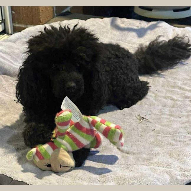 Photo of Jack / Lucy