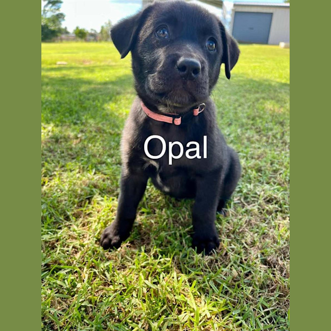 Photo of Opal