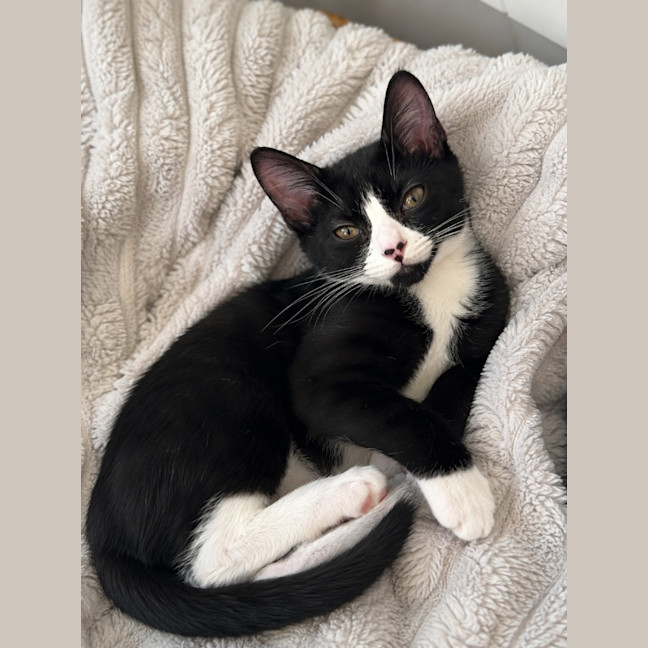 Photo of Ophelia