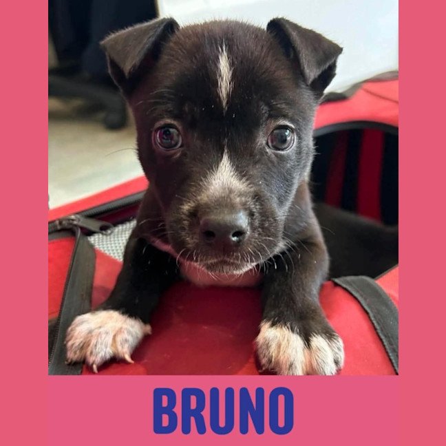 Photo of Bruno