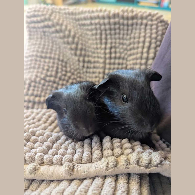 Photo of Thunder & Lightning