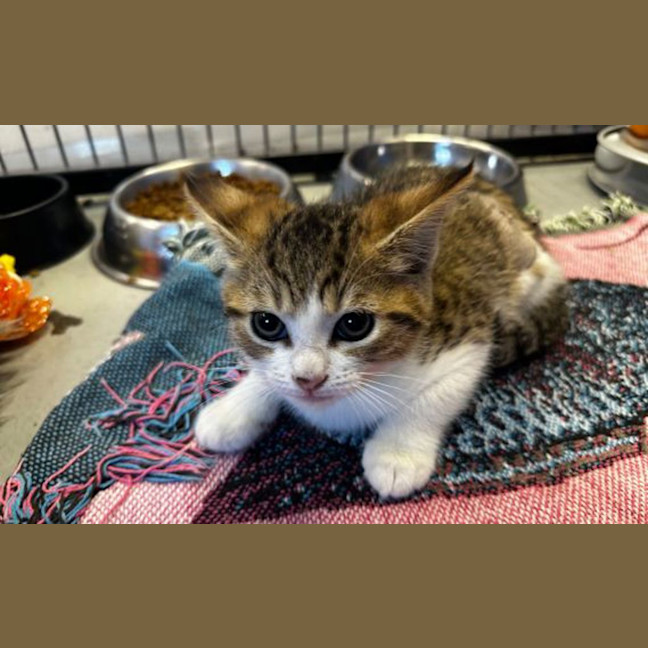 Photo of Wasabi
