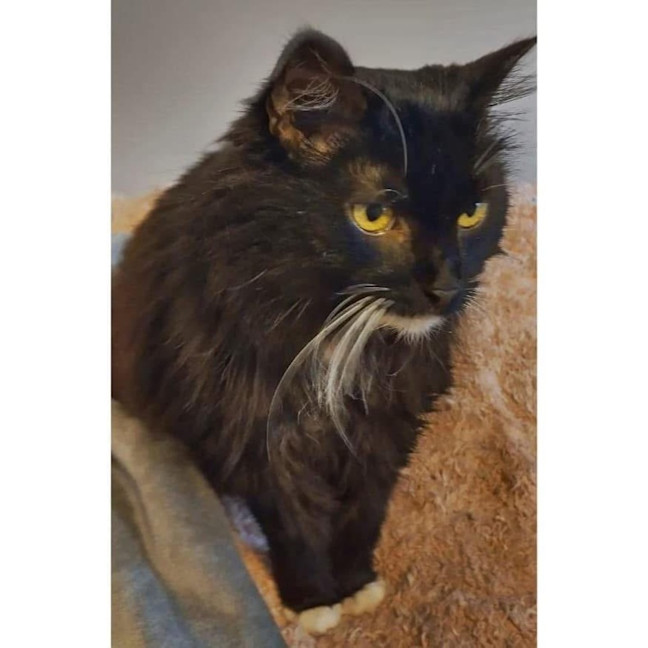 Photo of 11184   Midnight