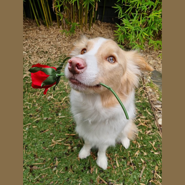 Photo of Lucky