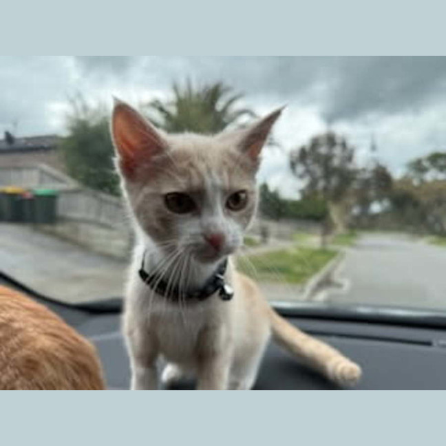 Photo of Mochi & Maple * 9 Lives Project Rescue*