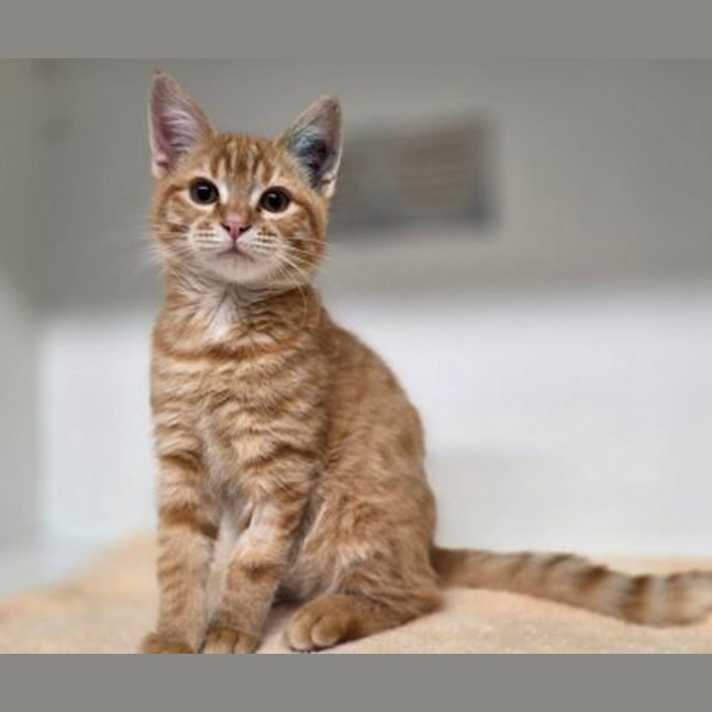 Photo of Mr Kitty