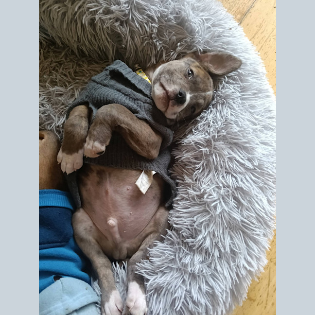 Photo of Milo (Was Ollie)