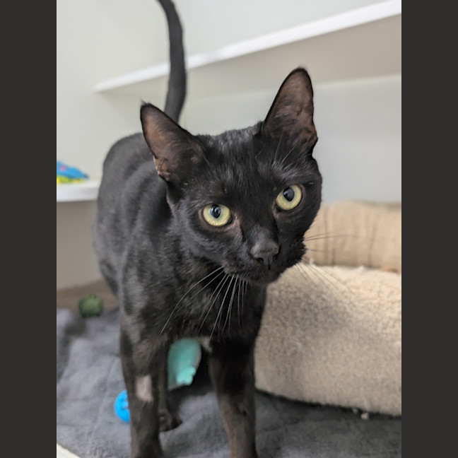 Photo of Shadow