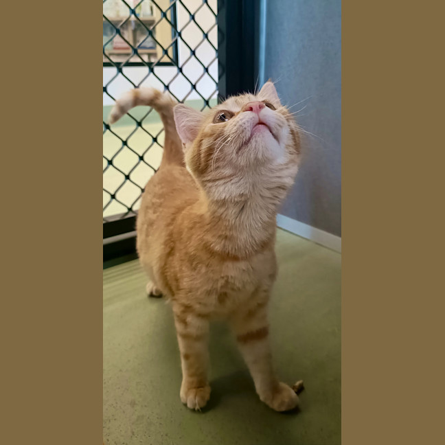 Photo of Ginger