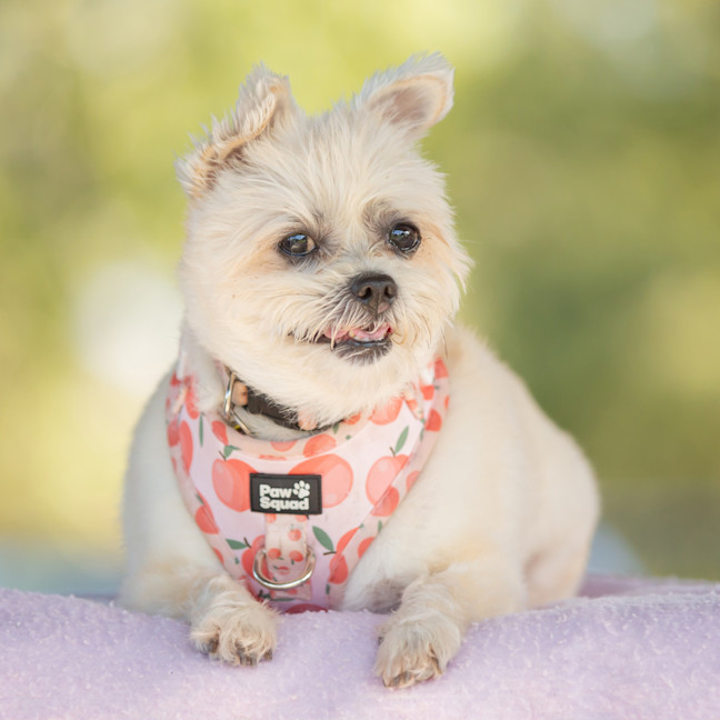Photo of Pixie