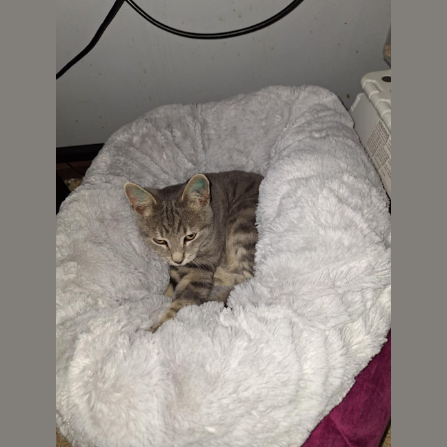 Photo of Biscuits (Was Rueben)