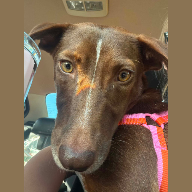 Photo of River   2 Year Old Dachshund X Kelpie