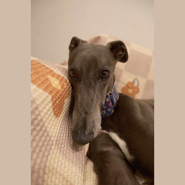 Photo of Bella, The Greyhound