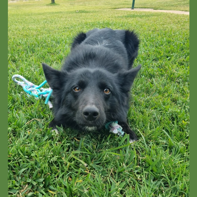 Photo of Pumba