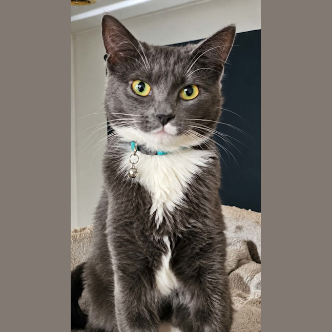 Photo of Cinder