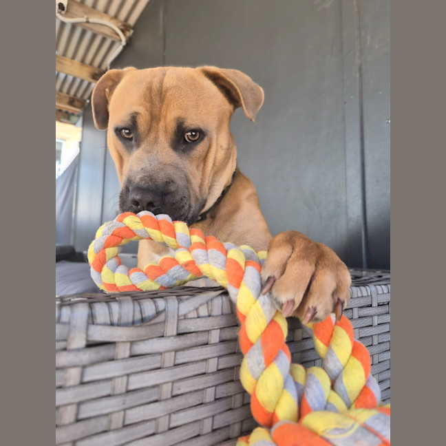 Photo of Scout