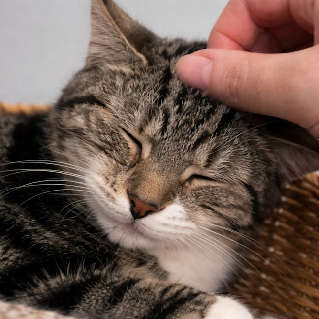 Photo of 🌙 Apollo 🌙