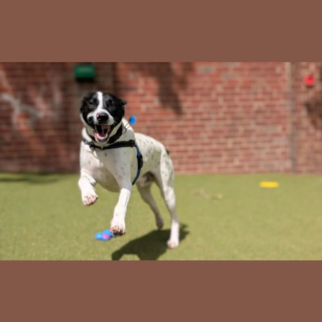 Photo of Bluey