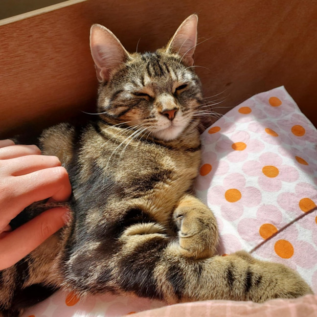 Photo of Miffy   Located In Coburg