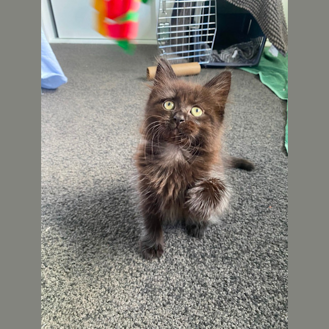 Photo of Pippin